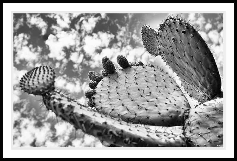 Cactus growing towards the sky.